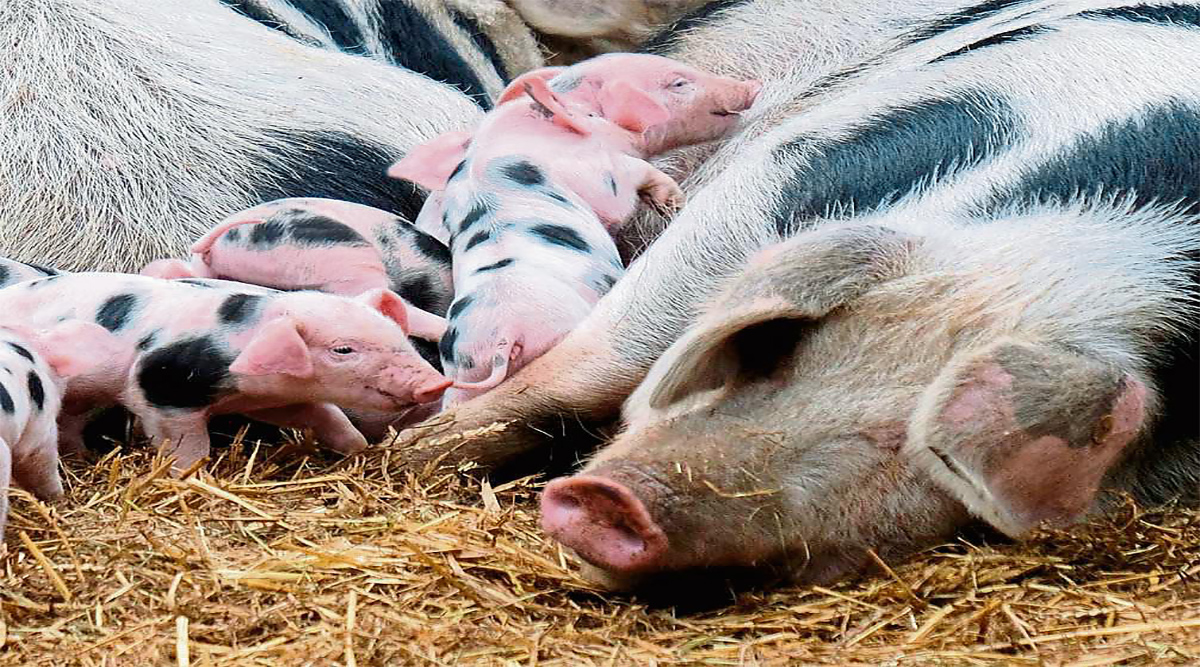 China: importación genética porcina para recuperarse de la PPA