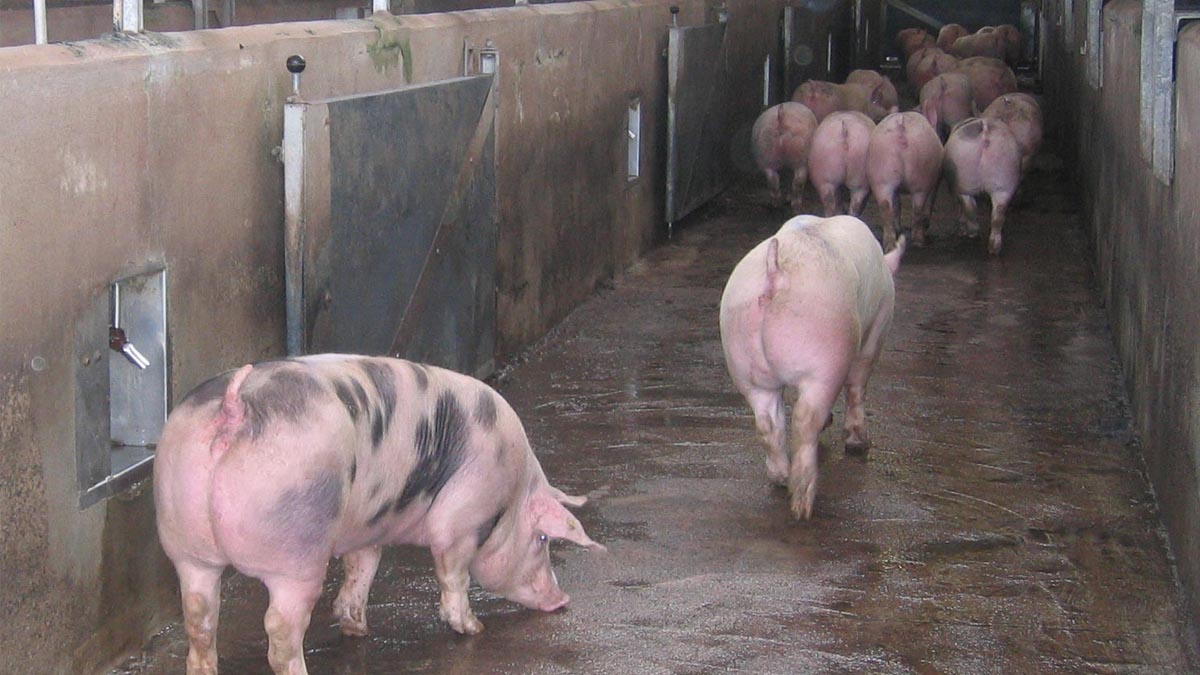 Bienestar animal: España decreta uso obligatorio de videovigilancia en plantas de faena