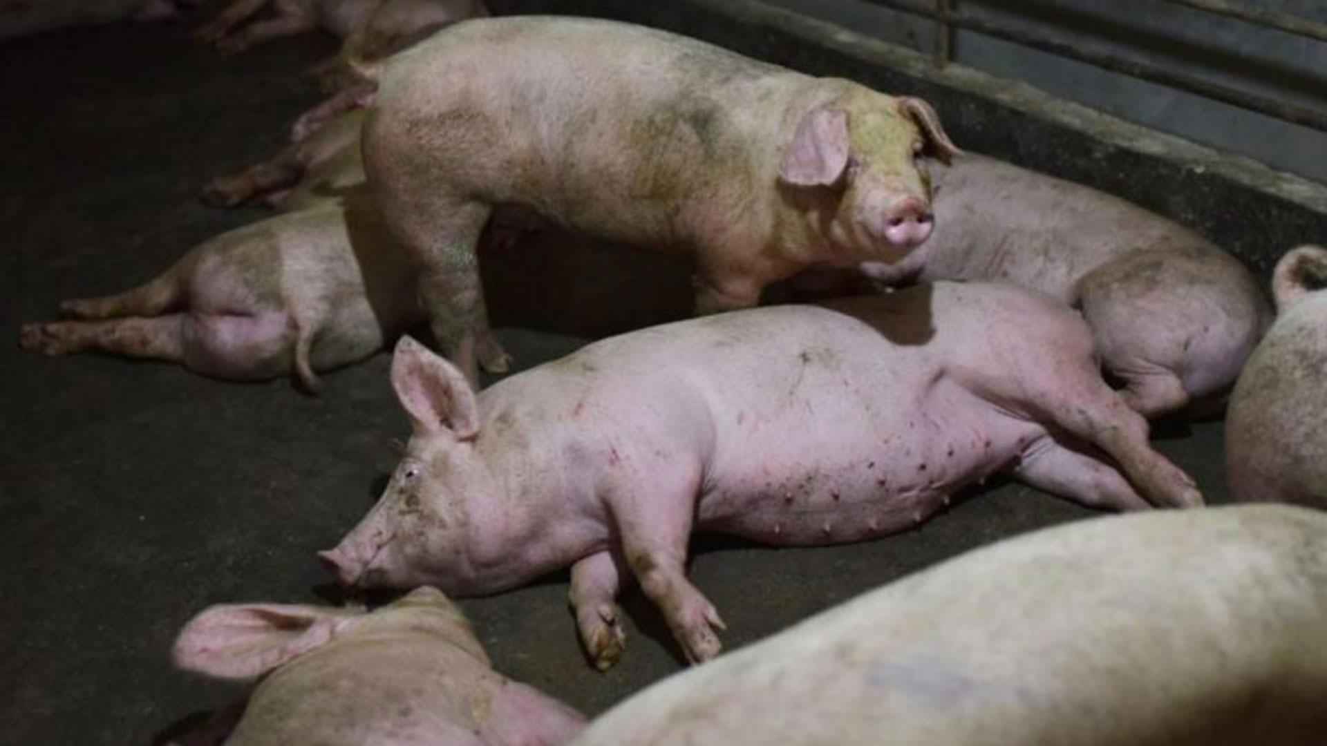 Alemania: granjas de cerdos amenazadas por la PPA