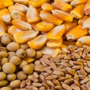 Posible aumento de precios de trigo y maíz: ¿Cómo afectaría al Perú?
