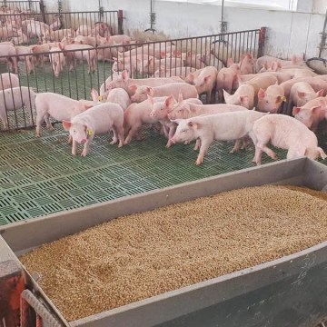 Retos y Oportunidades de Nuestra Porcicultura: Análisis Integral de la Industria