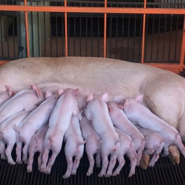 Estrés por calor en marranas y su impacto en la producción láctea: Análisis desde una perspectiva técnica