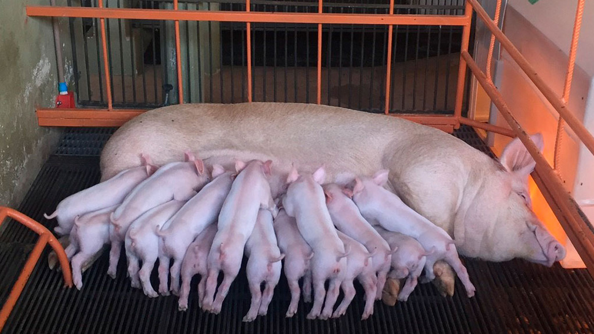 Estrés por calor en marranas y su impacto en la producción láctea: Análisis desde una perspectiva técnica - Actualidad Porcina