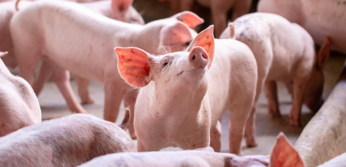 6 pilares fundamentales para una producción porcina exitosa