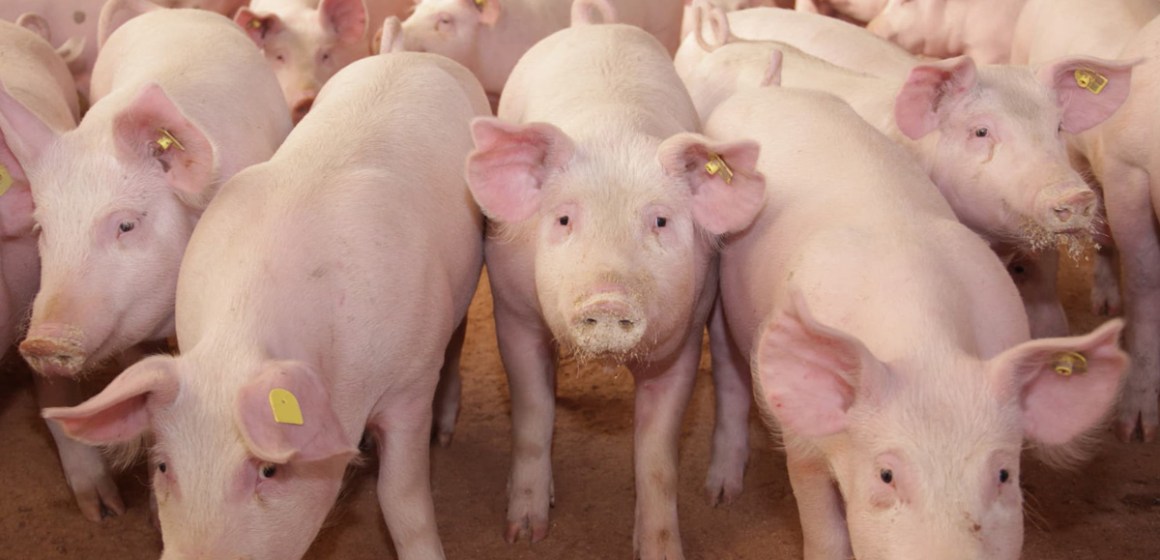 Tacna impulsa el mejoramiento genético del ganado porcino