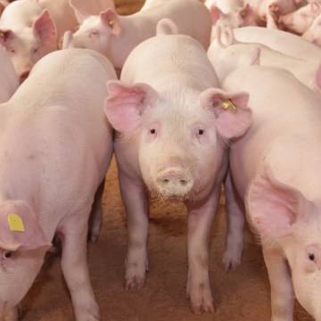 Tacna impulsa el mejoramiento genético del ganado porcino