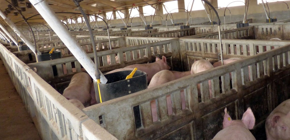 Cusco: Mejorarán cadena productiva de cerdos de engorde en Echarati