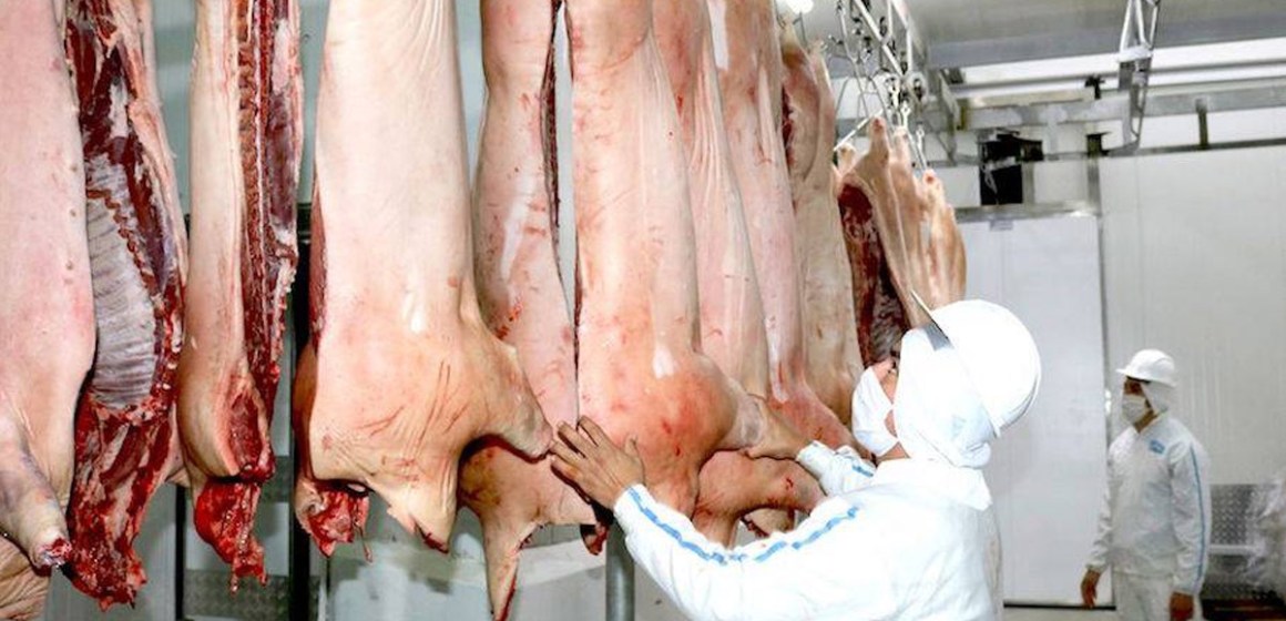 WEB Tacna: impulsan comercialización de carne de cerdo con cámara frigorífica