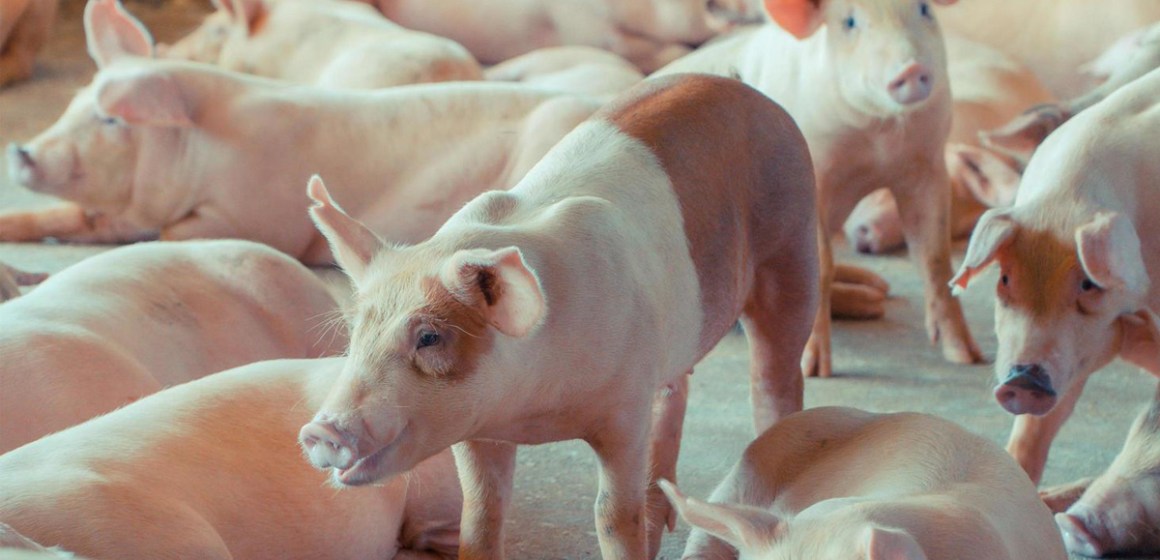 WEB Analizan cómo hacer la carne de cerdo un 20% más respetuosa con el medio ambiente