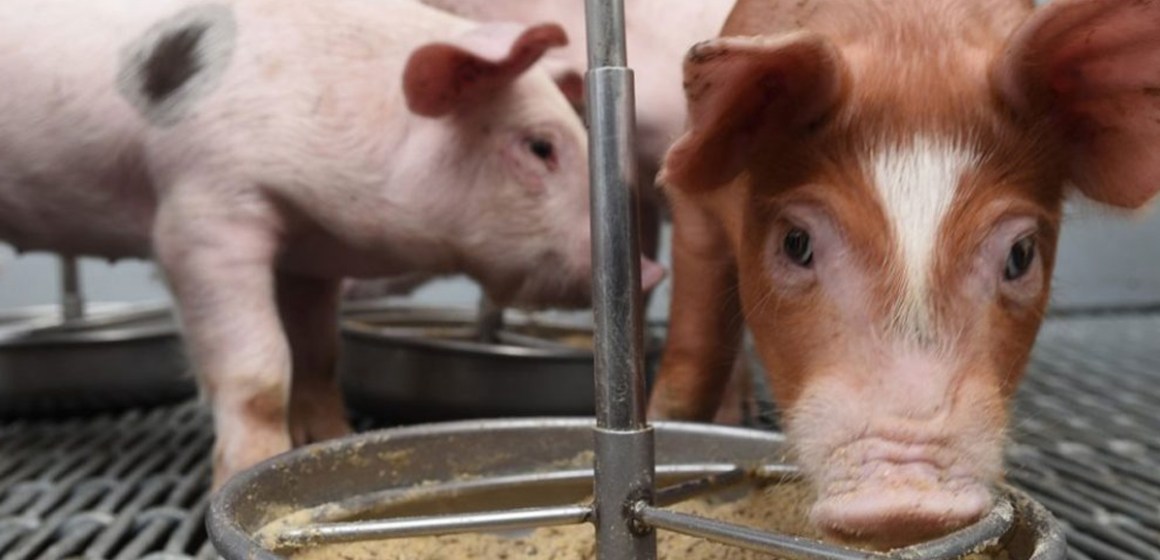 Innovadores peruanos transforman desechos gastronómicos en alimento probiótico para cerdos