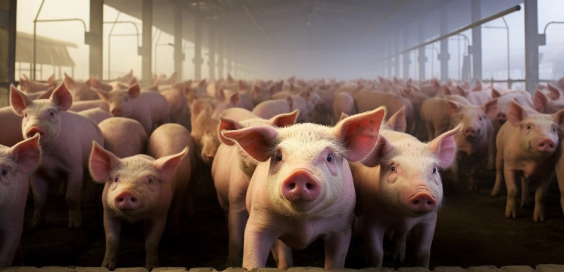 USDA presenta sus previsiones de oferta y demanda mundiales de carnes para 2024