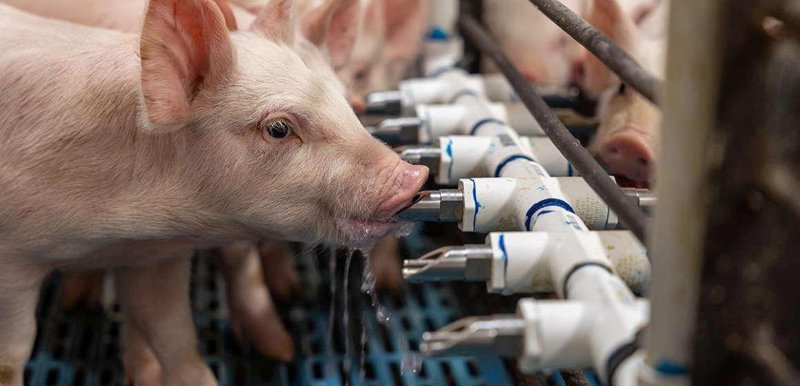 web Huella hídrica en la producción porcina