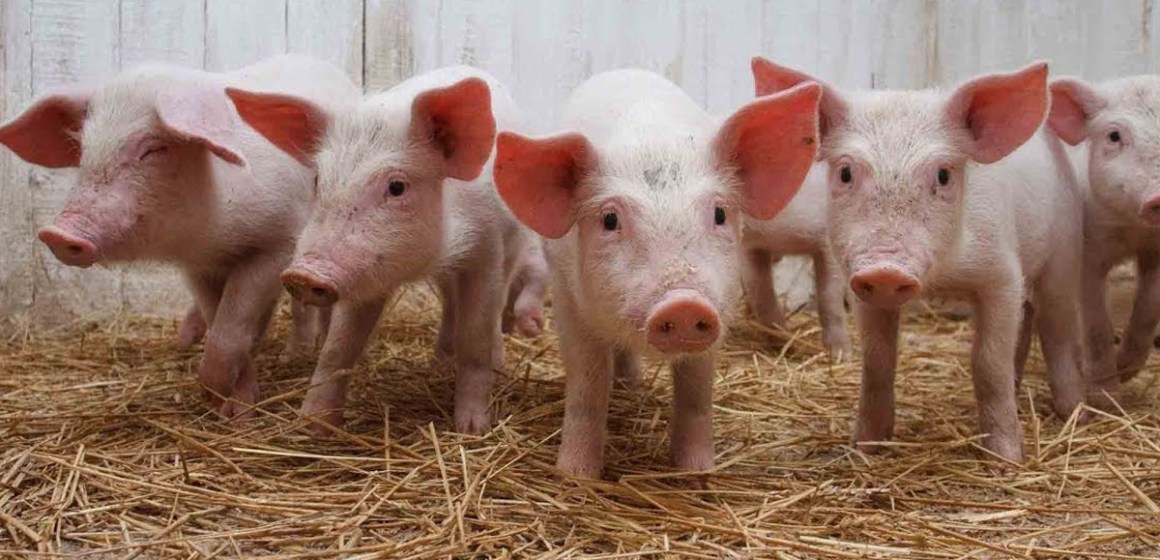 Importancia de la  tributirina en la flora intestinal y  el rendimiento de los  lechones