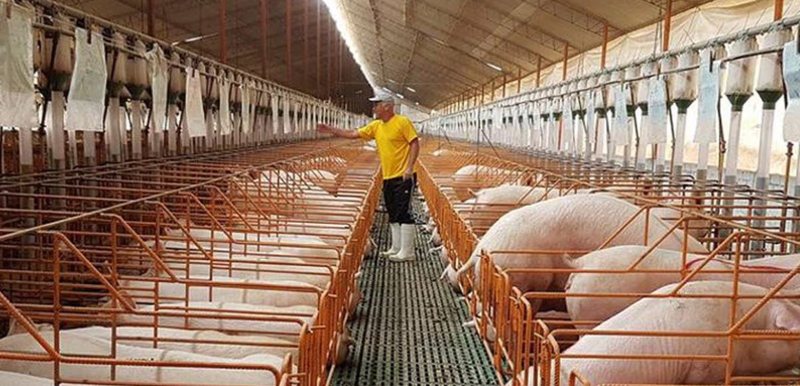 WEB Estabilidad en el mercado porcino de Lima, pese a ligero aumento de importaciones