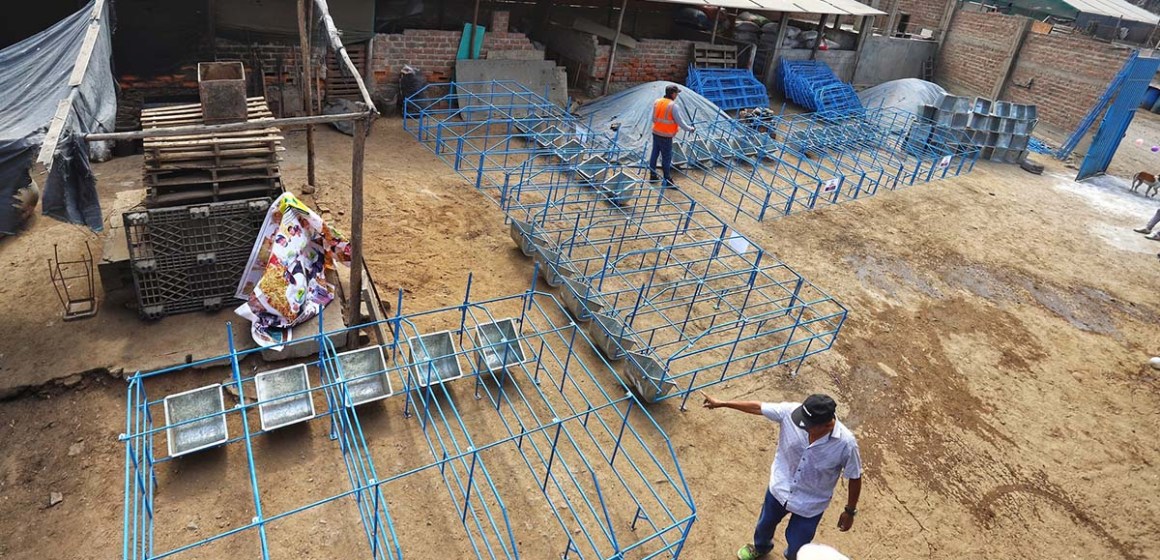 Porcicultores del Parque Porcino de Ventanilla potencian sus granjas