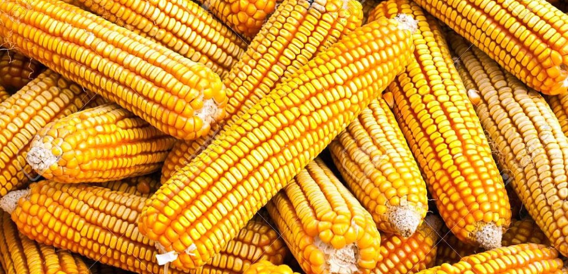 WEB MEF aprobó precios de referencia para importar maíz amarillo duro y otros productos