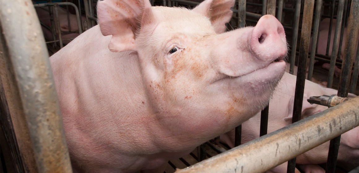 Expertos peruanos brindan información vital sobre el uso de Ivermectina en el tratamiento del PEDv