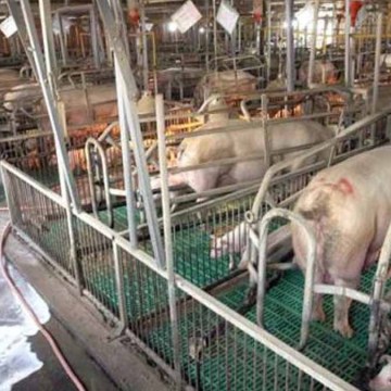 Fase de limpieza y desinfección en la granja porcina