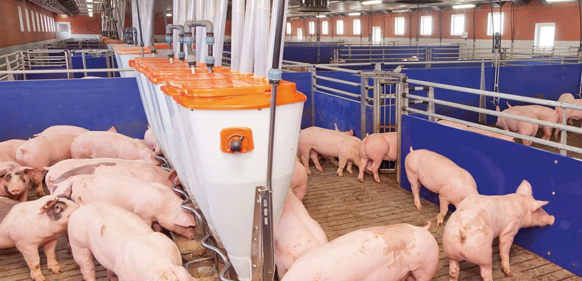Impacto de la suplementación de una combinación sinérgica de 3 cepas de Bacillus sp porcino + proteasa en el desempeño de cerdos de engorde