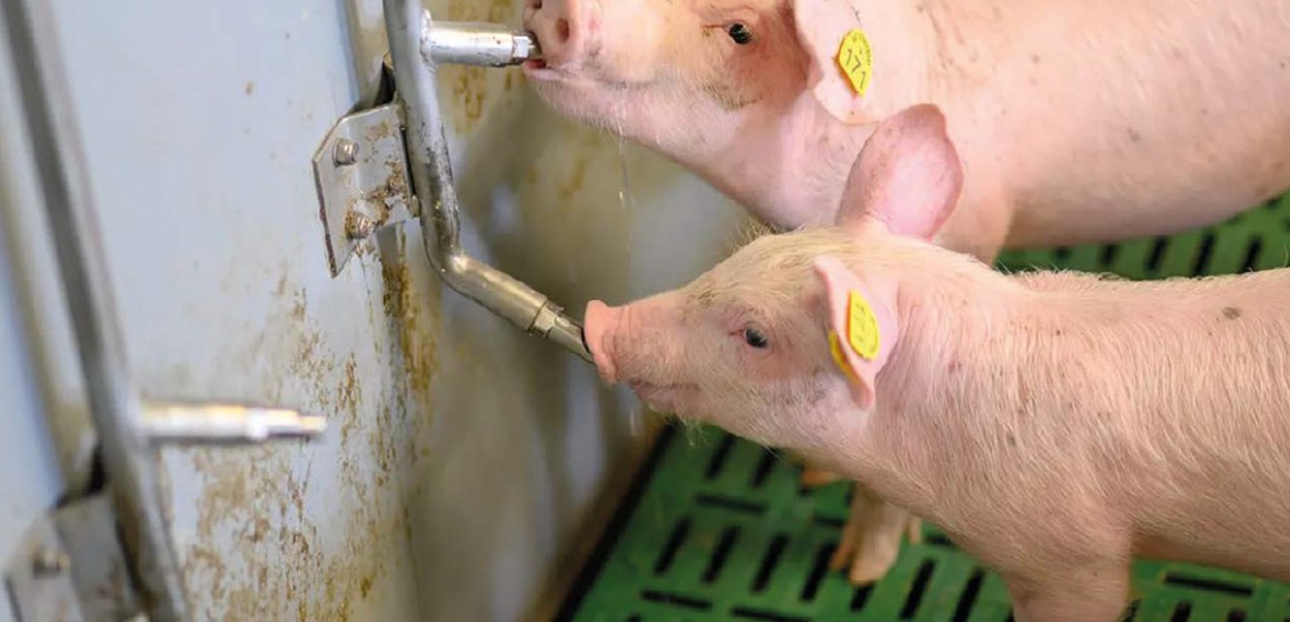 WEB El agua potable tiene potencial de alterar el microbioma porcino