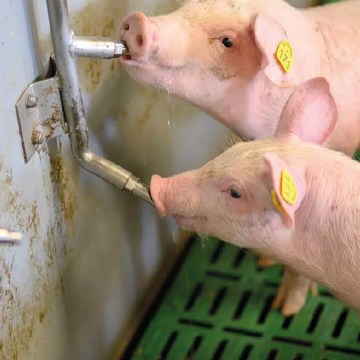 El agua potable tiene potencial de alterar el microbioma porcino