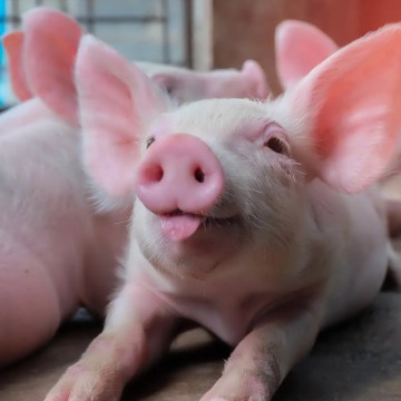 Productividad en cerdos suplementados con niveles crecientes de selenio orgánico