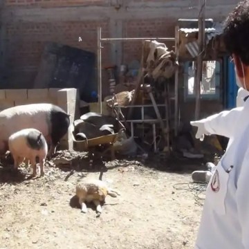 Juliaca: prohíben criaderos informales de cerdos en zonas urbanas