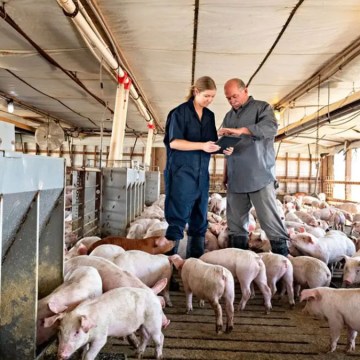 EEUU registra cifras postivas de mercado y en China mantendrán sobre oferta de cerdo