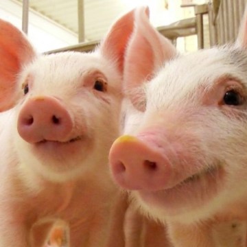 Aprueban requisitos sanitarios para la importación de porcinos desde España
