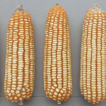 Conozca la nueva variedad de maíz amarillo rica en caroteno y libre de micotoxinas