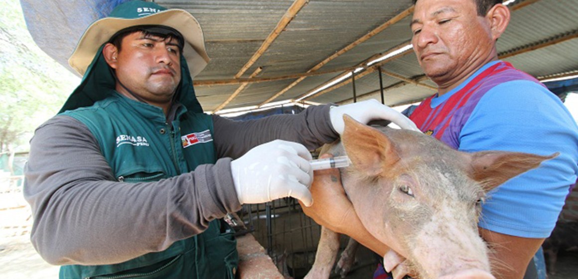 Refuerzan nuestra porcicultura con campañas de vacunación y capacitación