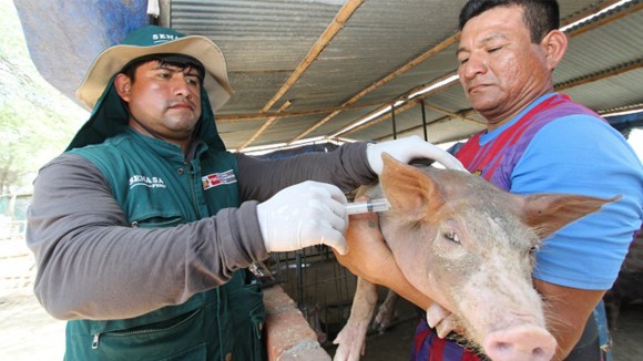 Refuerzan nuestra porcicultura con campañas de vacunación y capacitación