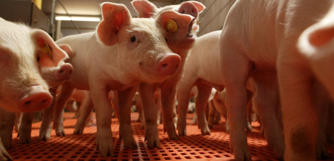 Disbiosis y enfermedades  gastrointestinales: Un problema de los lechones post destete