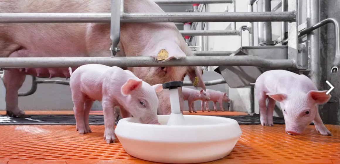 7 claves sobre el creep feeding y su impacto en la producción porcina