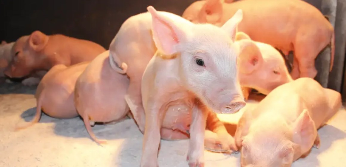 WEB Importancia del secado de lechones al nacimiento para reducir la mortalidad predestete