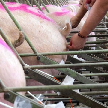 España: Mejoran proceso de inseminación porcina con inteligencia artificial