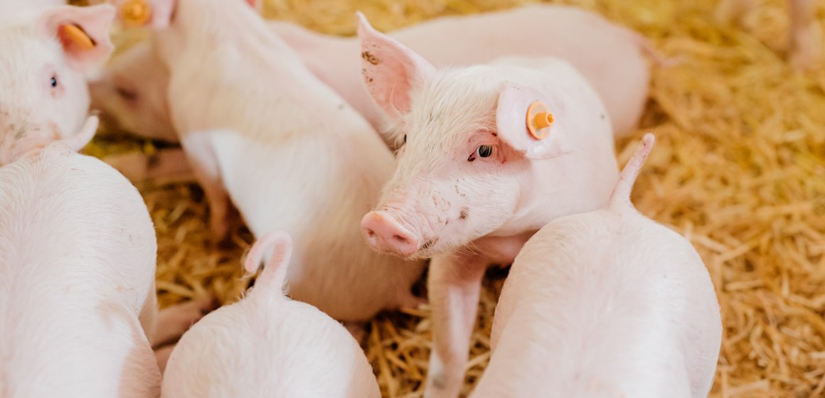 Importancia de la administración de Duplafer, como fuente de hierro, y Novicox, como coccidicida, a lechones