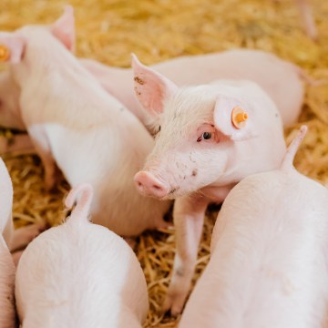 Importancia de la administración de Duplafer, como fuente de hierro, y Novicox, como coccidicida, a lechones