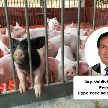 Impulsando el consumo de carne de cerdo en el sur del Perú