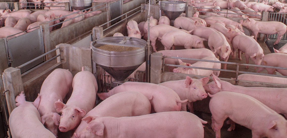Producción porcina crece en 5.5% e impulsó al sector pecuario en abril