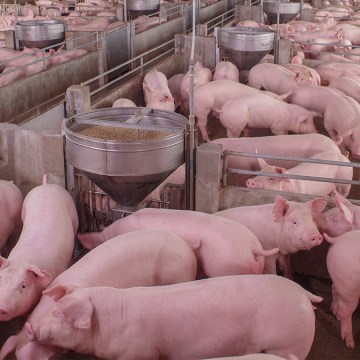WEB Producción porcina crece en 5.5% e impulsó al sector pecuario en abril