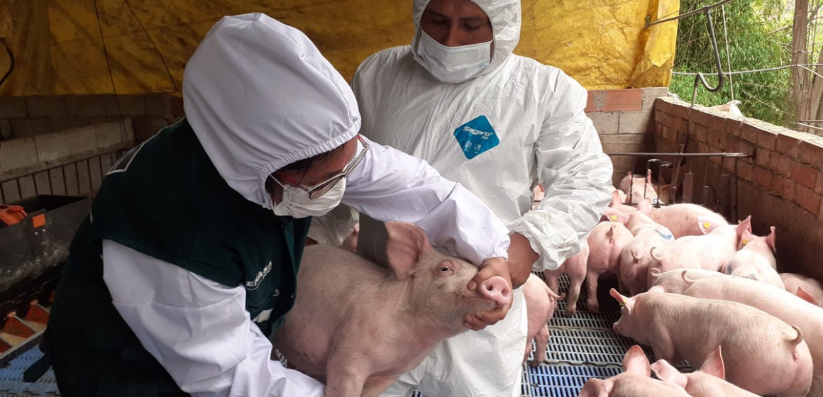 Principales aspectos epidemiológicos de la Peste Porcina Africana (Parte 2)
