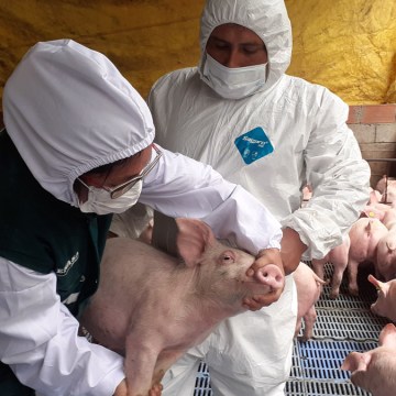 Principales aspectos epidemiológicos de la Peste Porcina Africana (Parte 2)