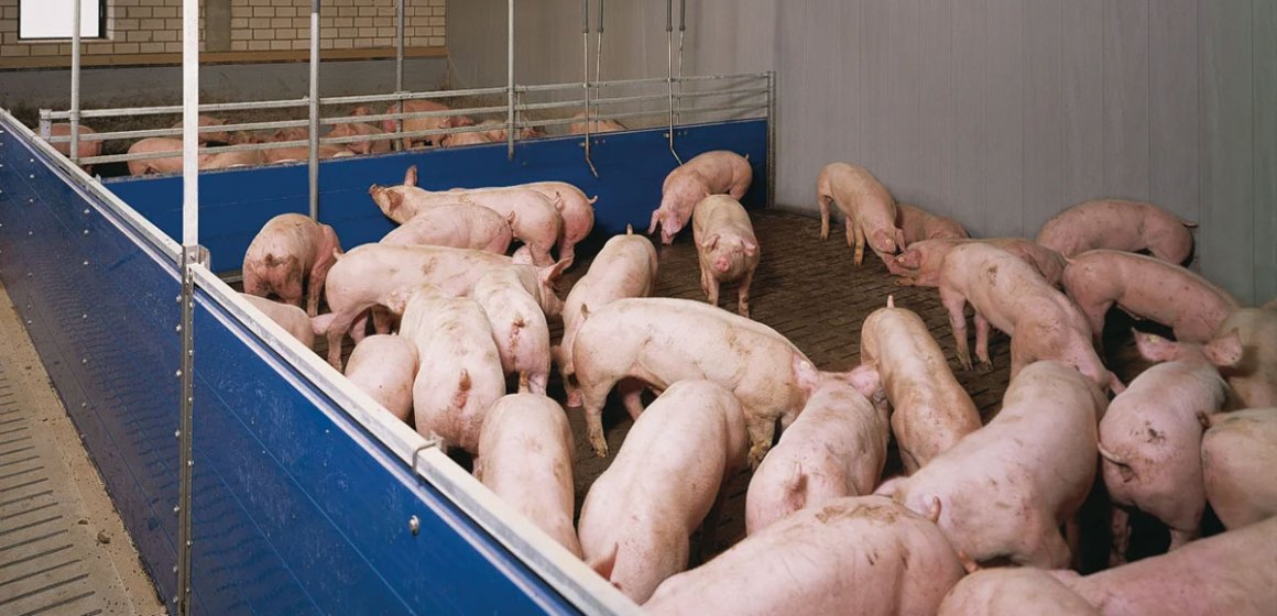 Impacto de la suplementación de una combinación sinérgica de 3 cepas de Bacillus sp porcino + proteasa en el desempeño de cerdos de engorde