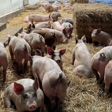 Dinamarca introducirá primer impuesto al CO2 para el sector pecuario