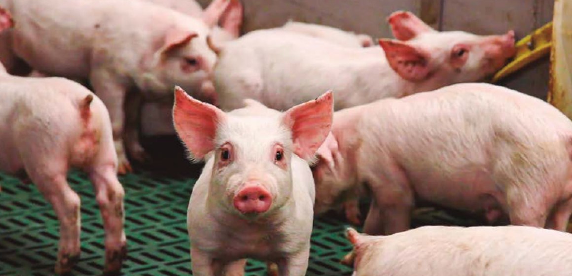 El control de enfermedades causadas por virus comienza en las granjas porcinas(*)