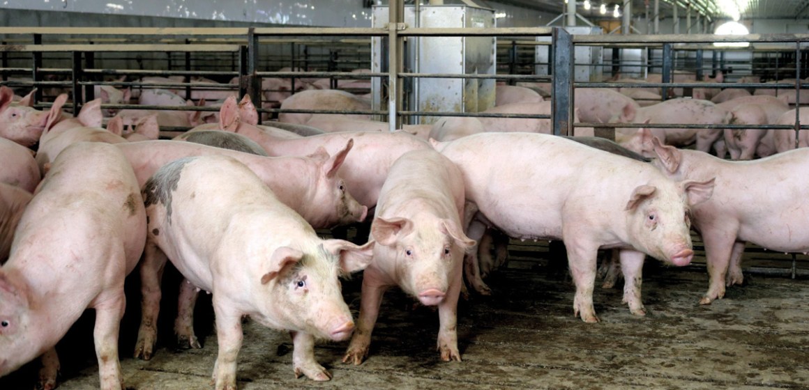 Neumonía Enzoótica por Mycoplasma hyopneumoniae y la vacunación como estrategia de control