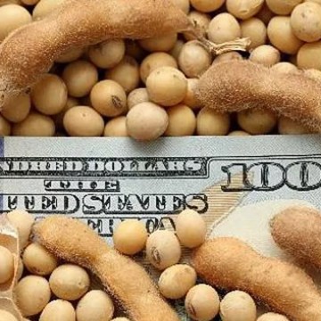 Continúa caída de la soja y su precio es el más bajo de últimos 18 años