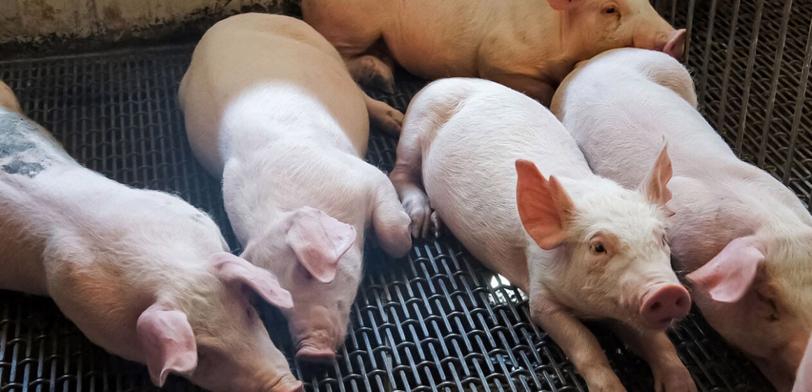 Chile: beneficio porcino creció 2 % en el primer semestre de 2024