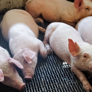 Chile: beneficio porcino creció 2 % en el primer semestre de 2024